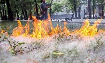 Фото Тополиных пух снова создает проблемы огнеборцам