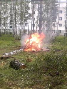 Фото В Рощино незаконно вырубают лес и сжигают пни
