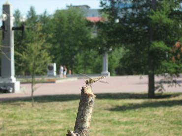 Фото Челябинские парки, скверы и кладбища обработали для защиты от клещей