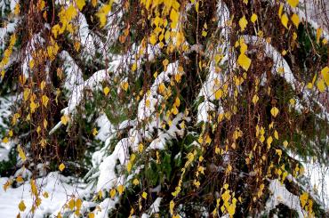 Фото Снег в Челябинской области будет идти еще трое суток