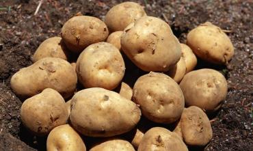 Фото В минсельхозе прокомментировали заявление Кобылина, который посоветовал южноуральцам не сажать картошку