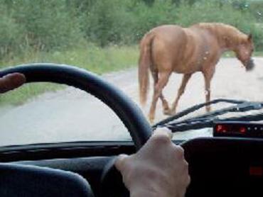 Фото В Челябинской области столкнулись автомобиль и лошадь – погиб пассажир