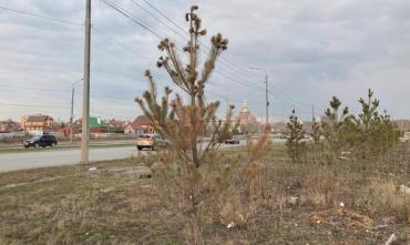 Фото Челябинские экоактивисты сообщили о гибели сосен на Новоградском тракте, но их уже заменили