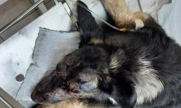 Фото Собака, которую расстреливали в Нагайбаке, выжила, но осталась без глаз