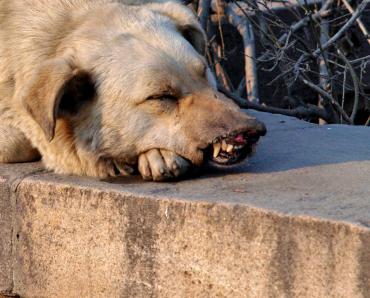 Фото В Сатке живодеры убивали собак на глазах у детей 