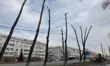 Фото «Эко-Стандарт» назвал варварскую расправу с деревьями в Челябинске саботажем
