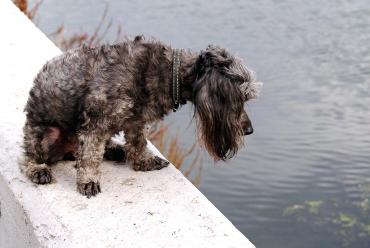 Фото В челябинскую библиотеку для слабовидящих приведут умных собак