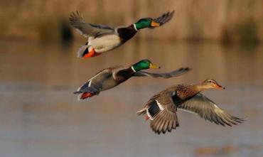 Фото В Челябинской области назвали сроки начала весенней охоты на птиц