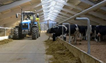 Фото «Аll inclusive» для коров: в Челябинской области продолжается модернизация молочных ферм
