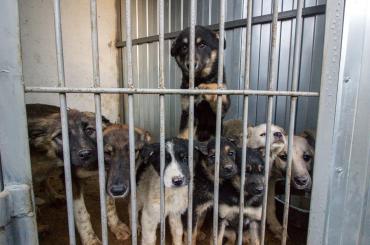 Фото «Без вас они умрут»: Челябинские общественники  просят горожан забрать животных из приемника