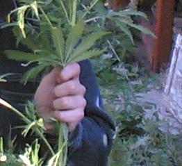 Фото В Челябинске прикрыли подпольную империю по продаже марихуаны