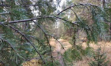 Фото ГУ лесами Челябинской области вносит изменения в лесной план региона