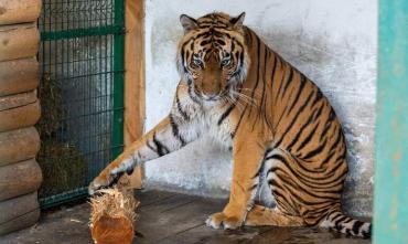 Фото На II тигрином саммите обменялись опытом и обсудили новые угрозы для амурского тигра