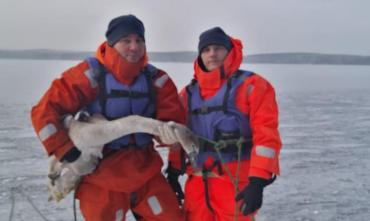 Фото На Увильдах спасли лебедя, который примерз ко льду