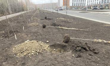 Фото Челябинские власти заявили об отсутствии «чудовищных нарушений» при озеленении Академика Макеева