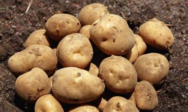 Фото В Челябинске состоится День картофельного поля