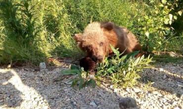 Фото У Завьялихи жители увидели медведицу с медвежатами