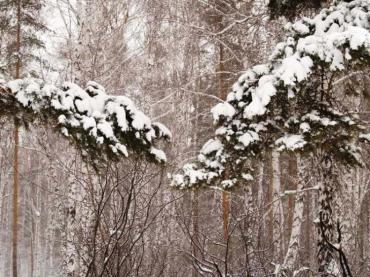 Фото В Челябинской области небольшой снег