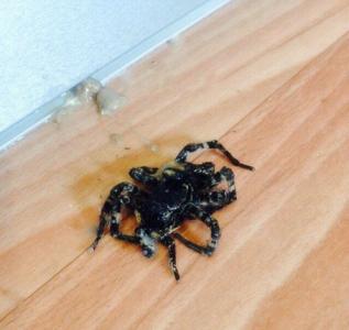 Фото В одну из квартир Копейска забрался тарантул