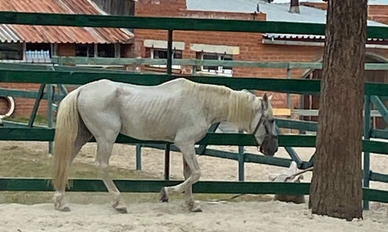 Жители южноуральской столицы обсуждают в социальной сети фото коня, поразившего автора поста в со