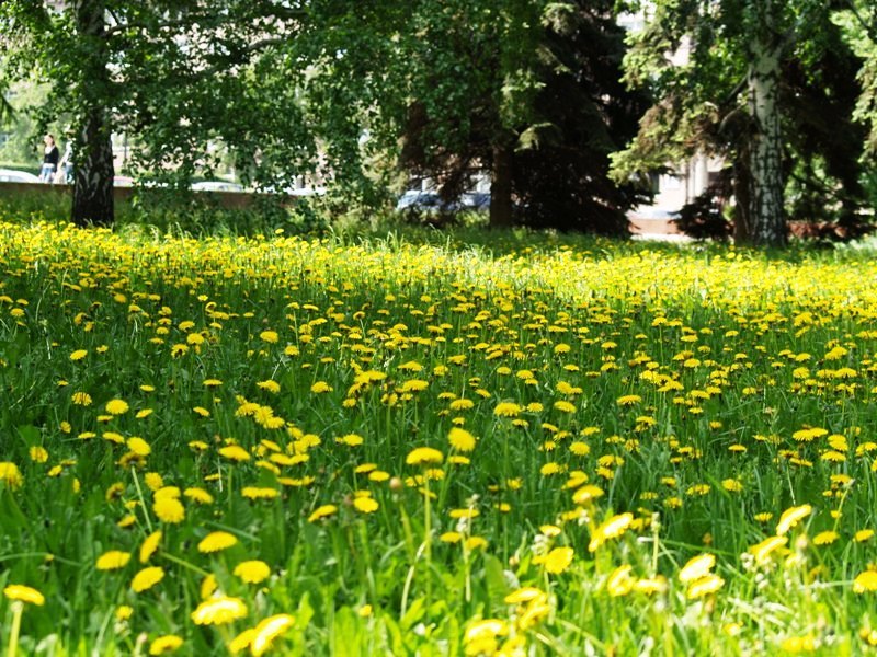 Теплея. Жаркий июнь фото. Июньский день в городе фото картинки. Картинка жаркого июня.