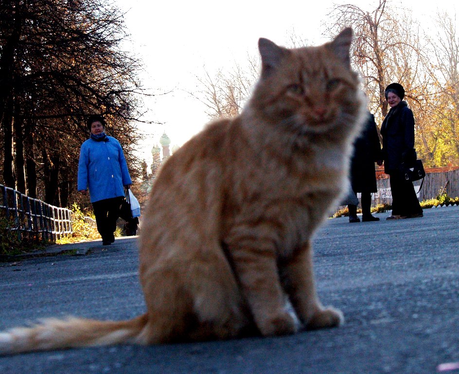 Юки кошка карнавал фото.