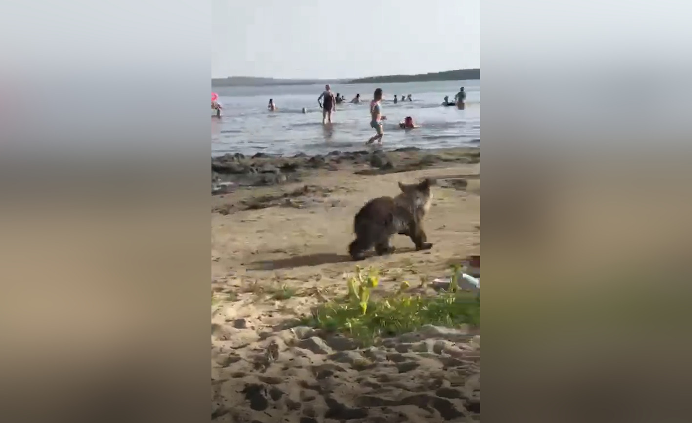 Собака привела медведей к хозяину. Медведь на пляже. Медведи на пляже в Горячинске. Медведь на пляже в Челябинске.