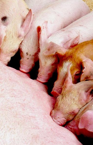 В восьми регионах России свирепствует африканская чума свиней. Очаги обнаружены в дикой природе и