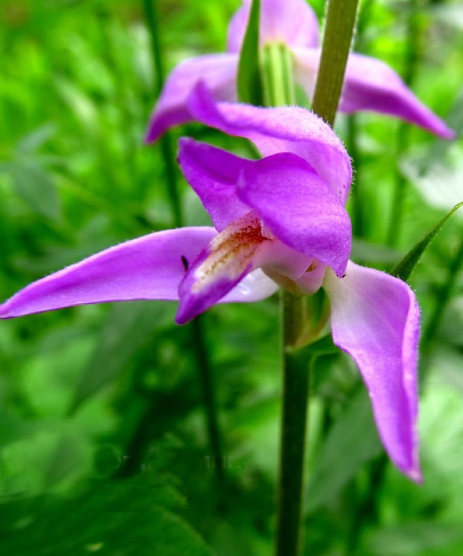 Цветок обмана. Северная Орхидея Таганай. Пыльцеголовник красный. Таганайские орхидее. Орхидея колокольчик.
