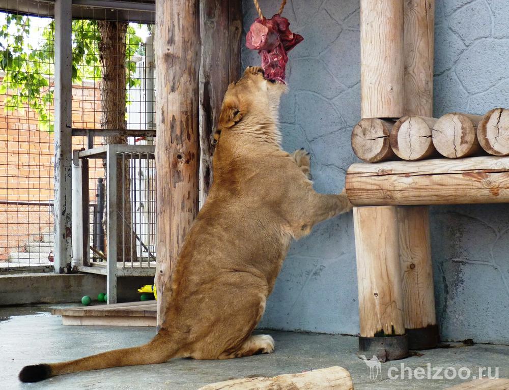 В Челябинском зоопарке содержатся лев Ричард и львица Виктория. «Львы поступили в зоопарк в 2002 