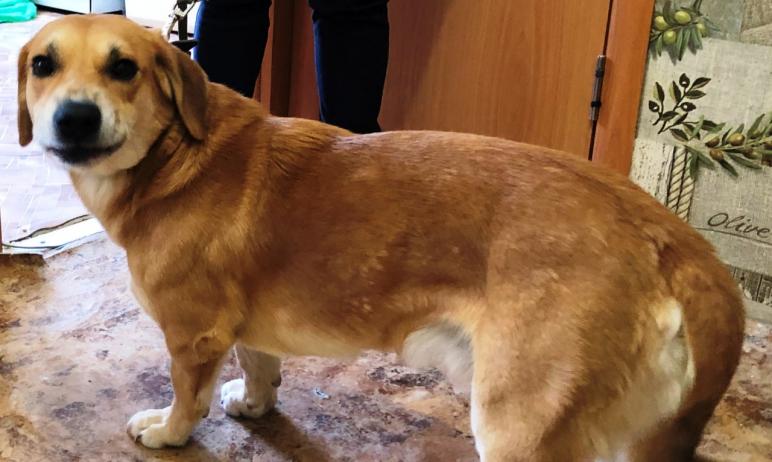 В Сатке (Челябинская область) 33-летняя женщина пойдет под суд за то, что ее собака обезобразила 