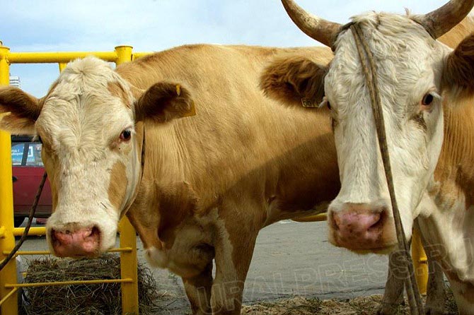В село Аксарка Приуральского района ЯНАО доставлены 100 взрослых коров и около 50 телят предприят
