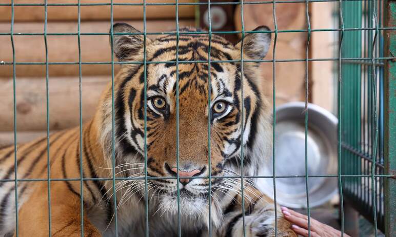 Трехлетний амурский тигр Гектор, которого спасли в челябинском Фонде зоозащиты «Спаси меня» 
