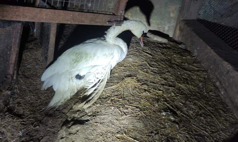 В Челябинске спасают двух истощенных лебедей с поврежденными крыльями, которые в тяжелом состояни