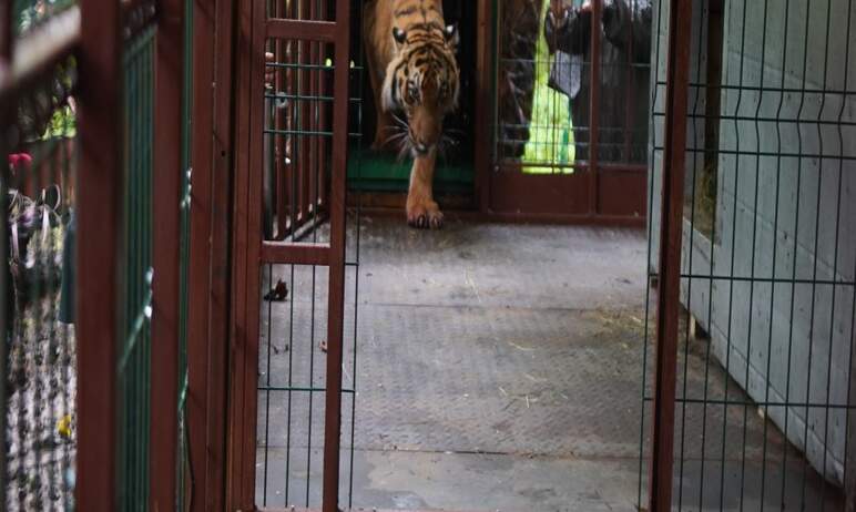 Трехлетний амурский тигр Гектор, которого вылечили в Фонде зоозащиты «Спаси меня» (Челябинск, рук