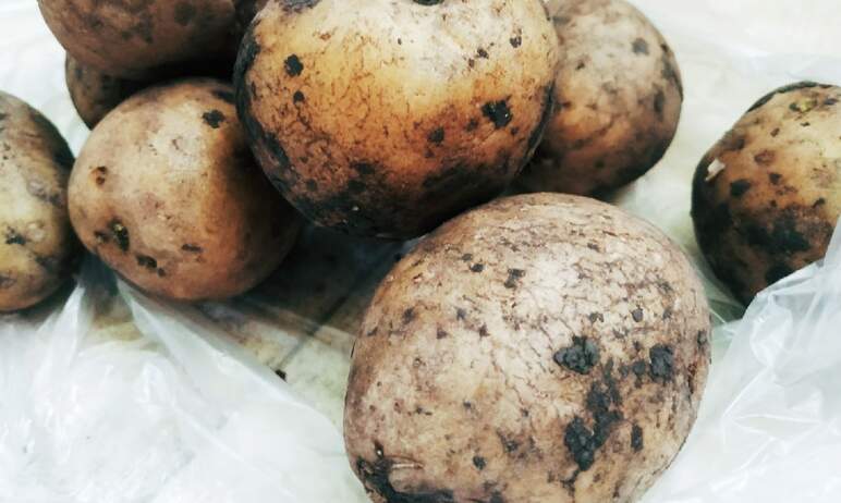 На возделывание картофеля в Челябинской области в этом году планируется направить более 50 миллио