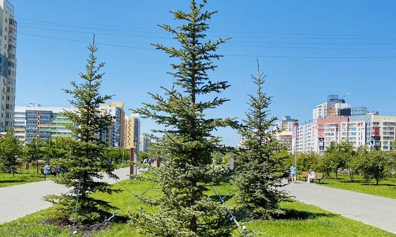 Центральный район Челябинска демонстрирует качественное озеленение – высаженные на его общественн