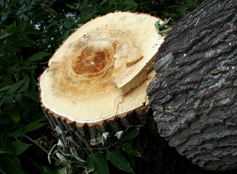 Место незаконной рубки деревьев было обнаружено в одном из кварталов выдела №1 Варламовского учас