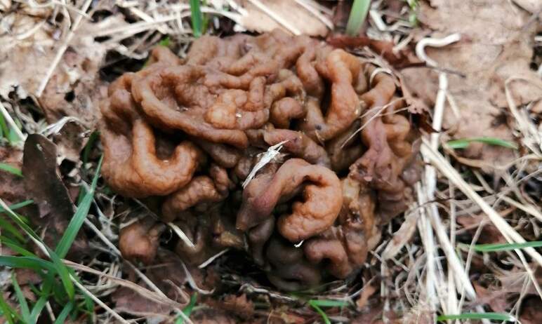 «Зигальга» (Катав-Ивановский район, Челябинская область) открыла грибной сезон - на полянах нацио