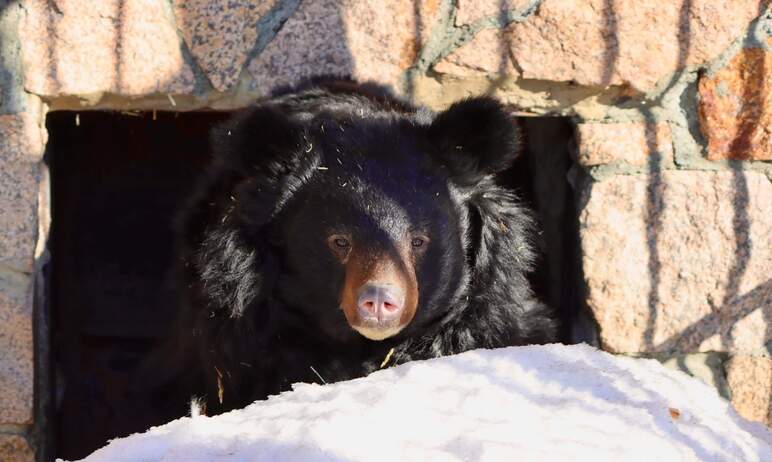 В Челябинском зоопарке проснулись все медведи. Как отмечают в муниципальном учреждении, это значи
