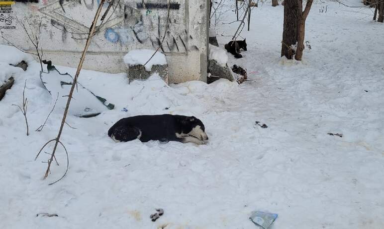 В Челябинске подрядчик будет отлавливать больше бездомных животных, а в приюте увеличат количеств