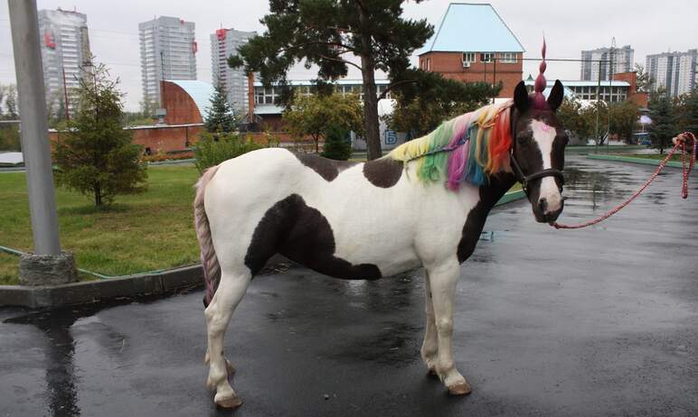 Челябинский зоопарк придумал новый замечательный и креативный конкурс – лошадиных причесок. Битва
