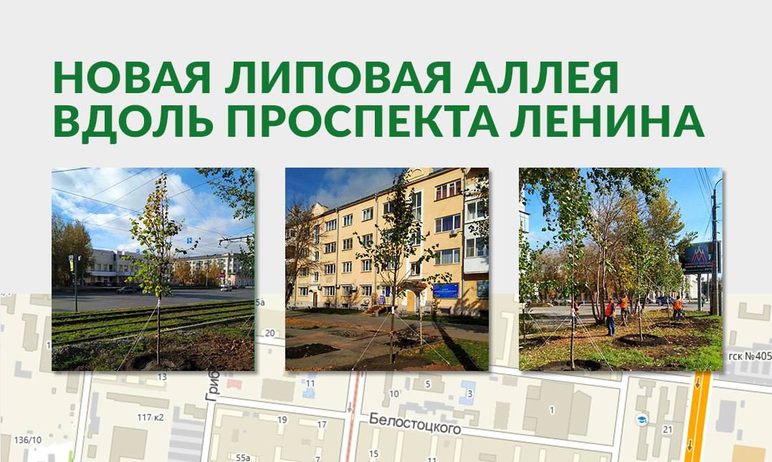 Главный проспект Челябинска – Ленина – украсит липовая аллея.

Полсотни взрослых деревье