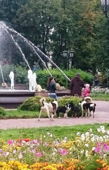 Целые своры безнадзорных собак «захватили власть» в Аше (Челябинская область). Огромные бродячие 
