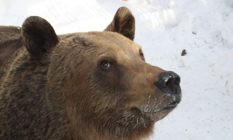 Установлен предполагаемый отравитель двух медведей в зоопарке Челябинска. Возбуждено уголовное де
