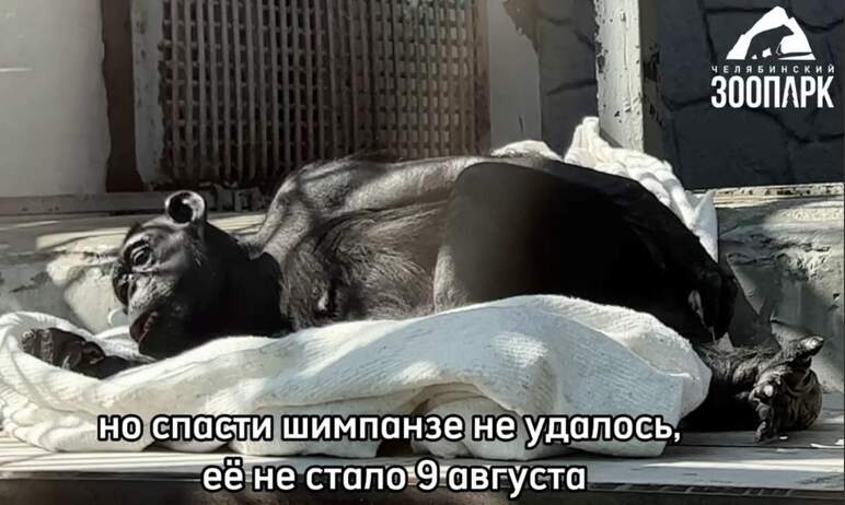 В зоопарке Челябинска умерла шимпанзе Соня, долгое время болевшая сахарным диабетом. Ей был 31 го