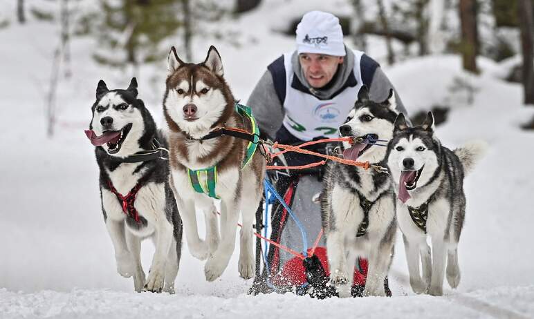 Челябинская область готовится к гонкам на собачьих упряжках «Созвездие гончих псов». Они пройдут 