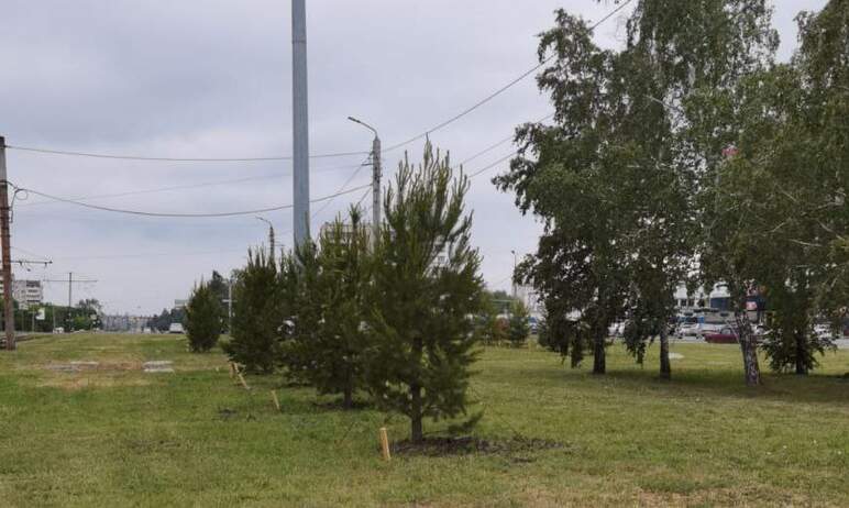 В Челябинске на пересечении проспекта Победы и улицы Ворошилова высадили сосны-крупномеры.
