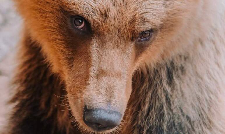 Челябинский зоопарк сообщил трагическую новость: вчера, 30 июня, умерла молодая медведица Забава.