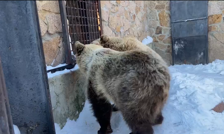 В зоопарке Челябинска зимой проснулись медведицы-сестрички Шкода и Забава. Всех обеспокоенных сот